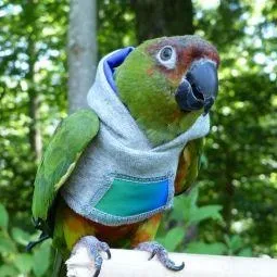 Avian Fashions Hoodie - Rainbow