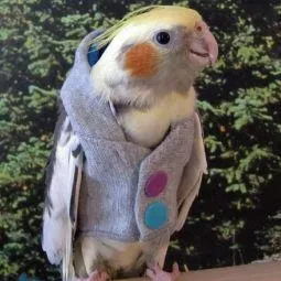 Avian Fashions Hoodie - Rainbow