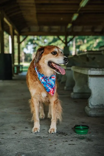 K9 Bandanas